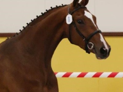 Merrieveulen van Mattias