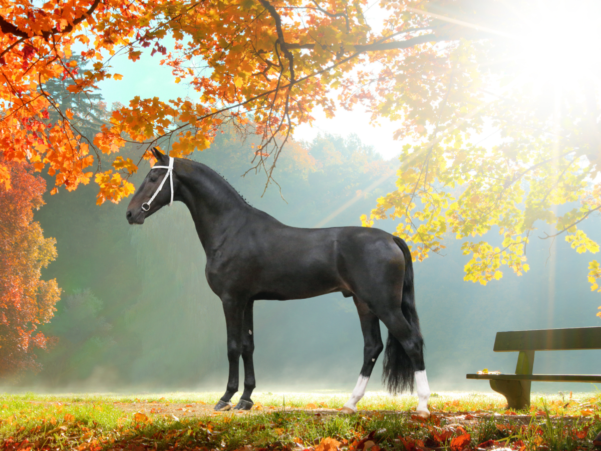 Ravensgoed W goedgekeurd!