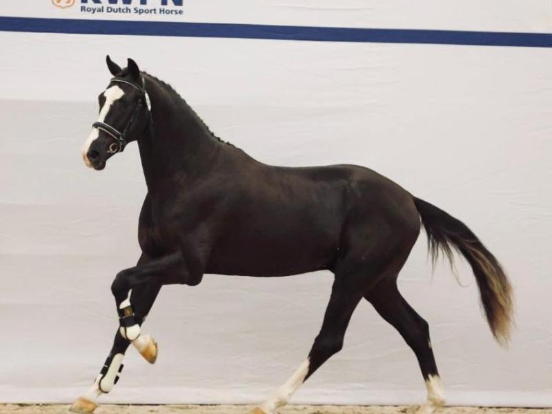 Showtime W door naar Den&nbsp;Bosch