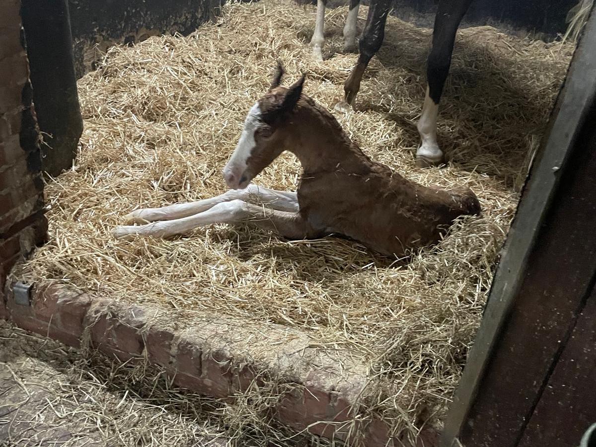 Ook een hengstveulen van&nbsp;Olympus