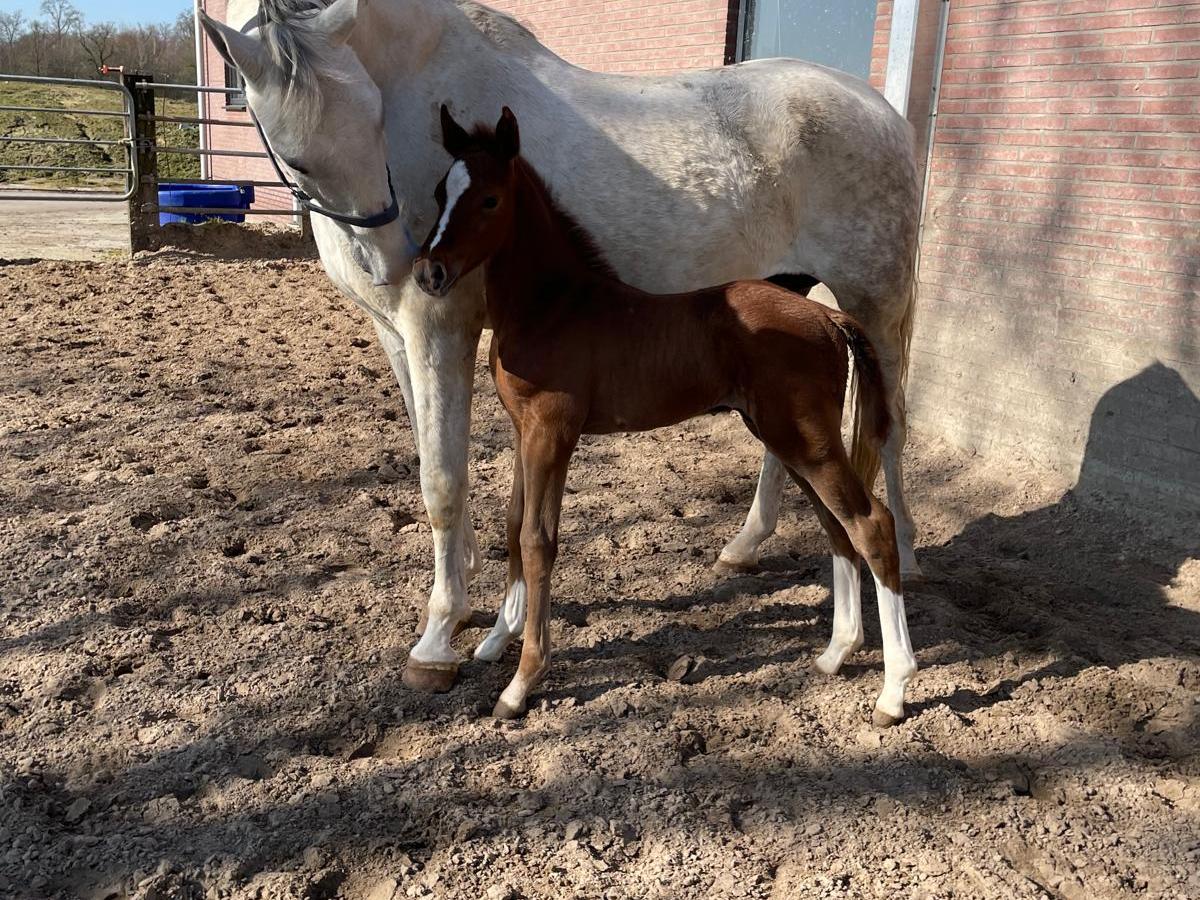 Eerste veulen geboren