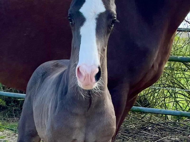 Hengstveulen van Glock’s&nbsp;Energy