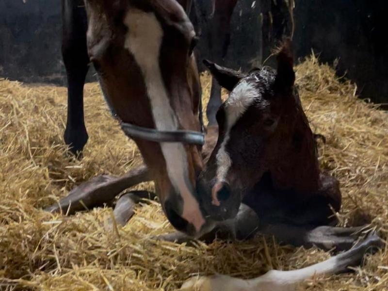 Merrieveulen van Grand&nbsp;Slam