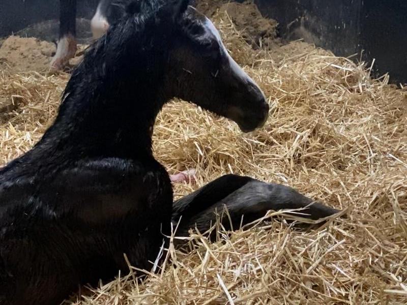 Merrieveulen van On the&nbsp;Spot