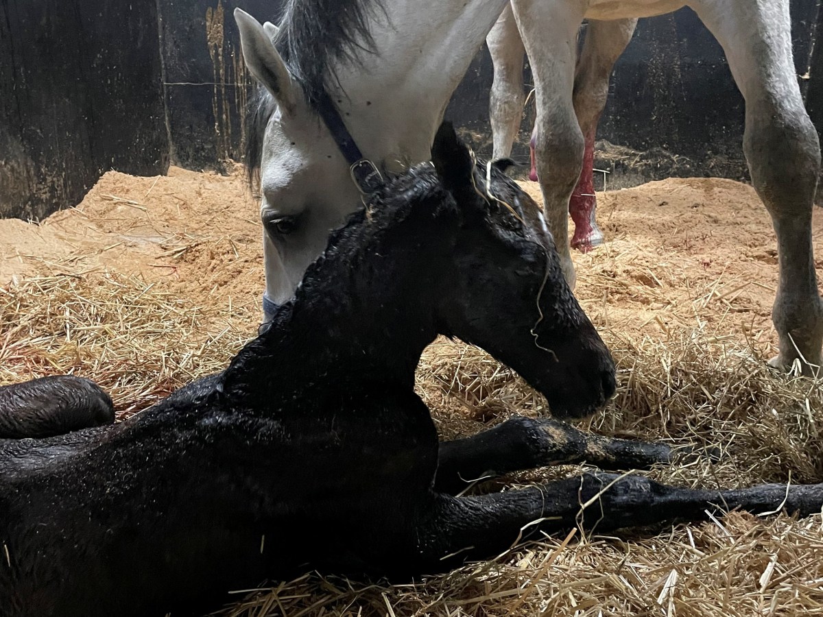 Merrieveulen van Cero Blue&nbsp;TN