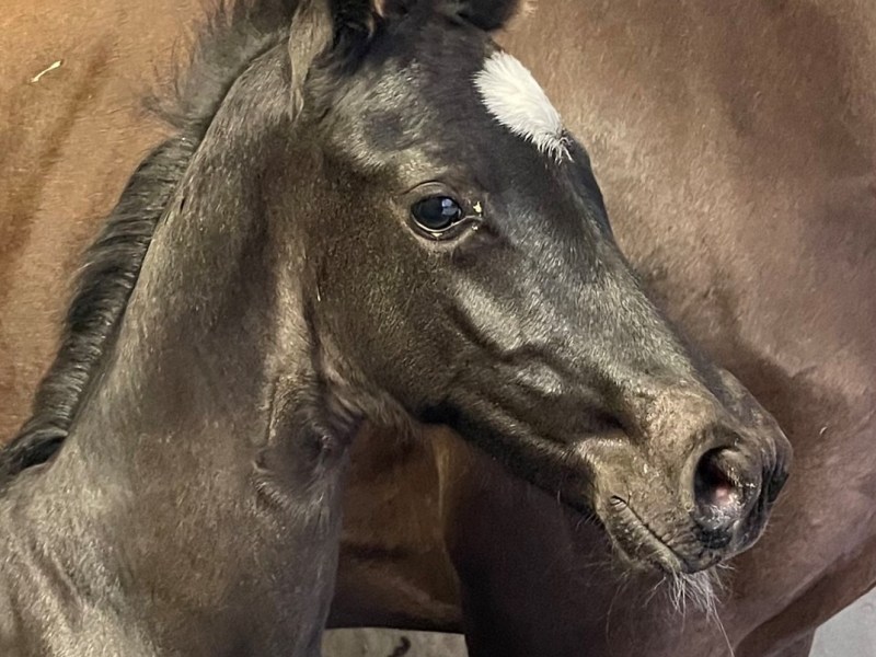 Merrieveulen van Lamborghini