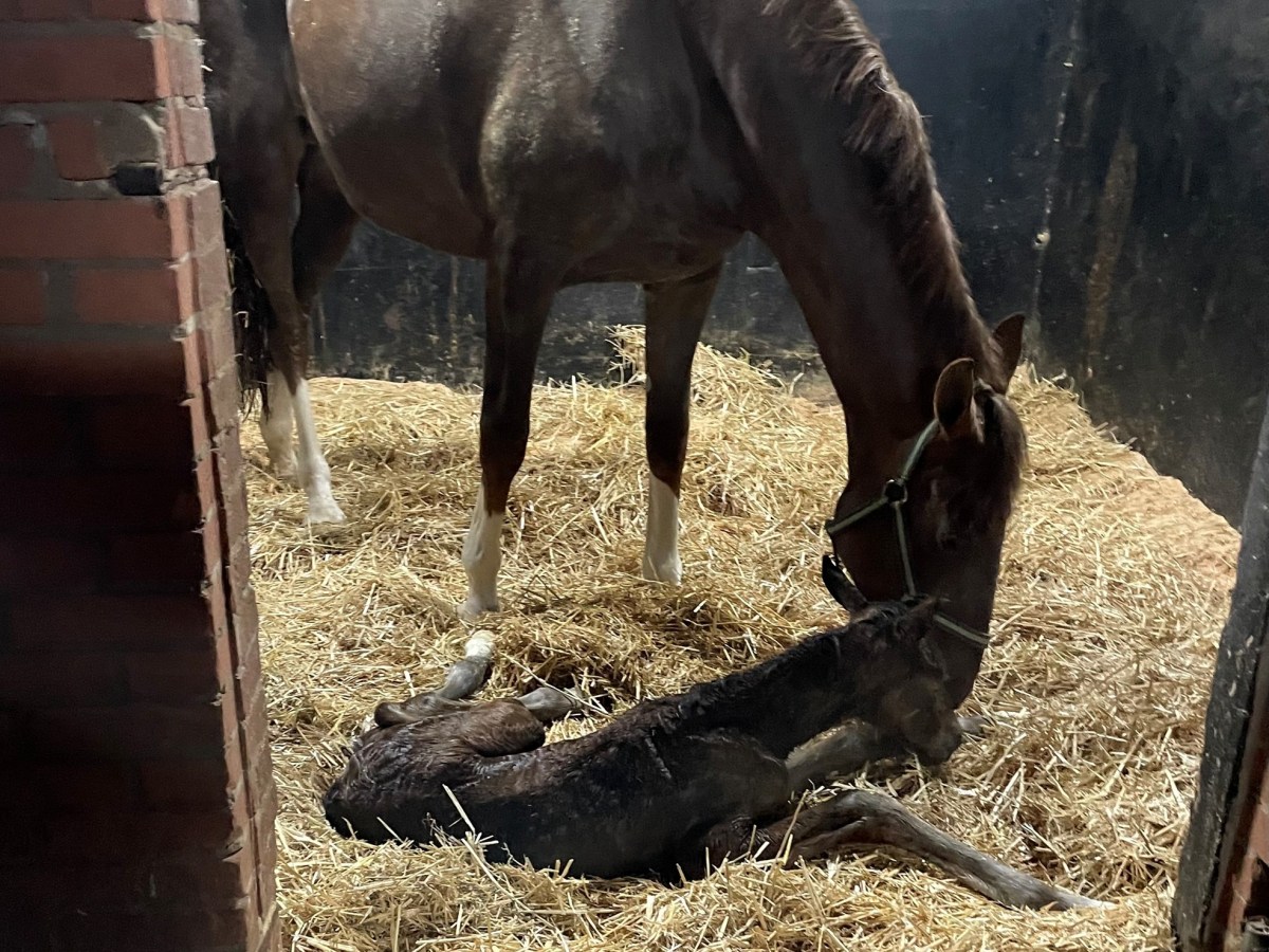 Merrieveulen voor Nalanita