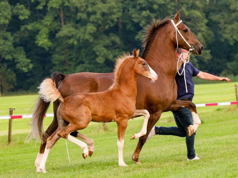 Valerio W op kop en met 4 veulens naar de&nbsp;NVK