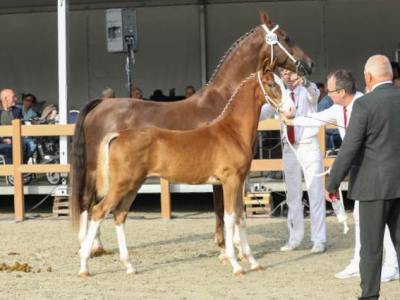 Twee reservetitels op&nbsp;NTD