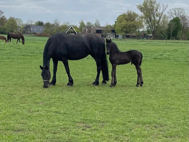 Hengsveulen van Boet&nbsp;516