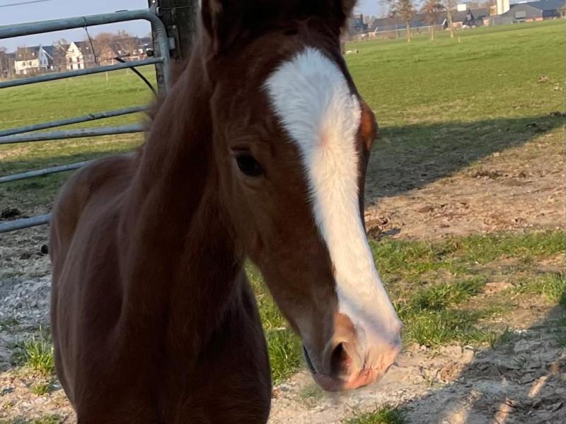 Hengstveulen van Comthago