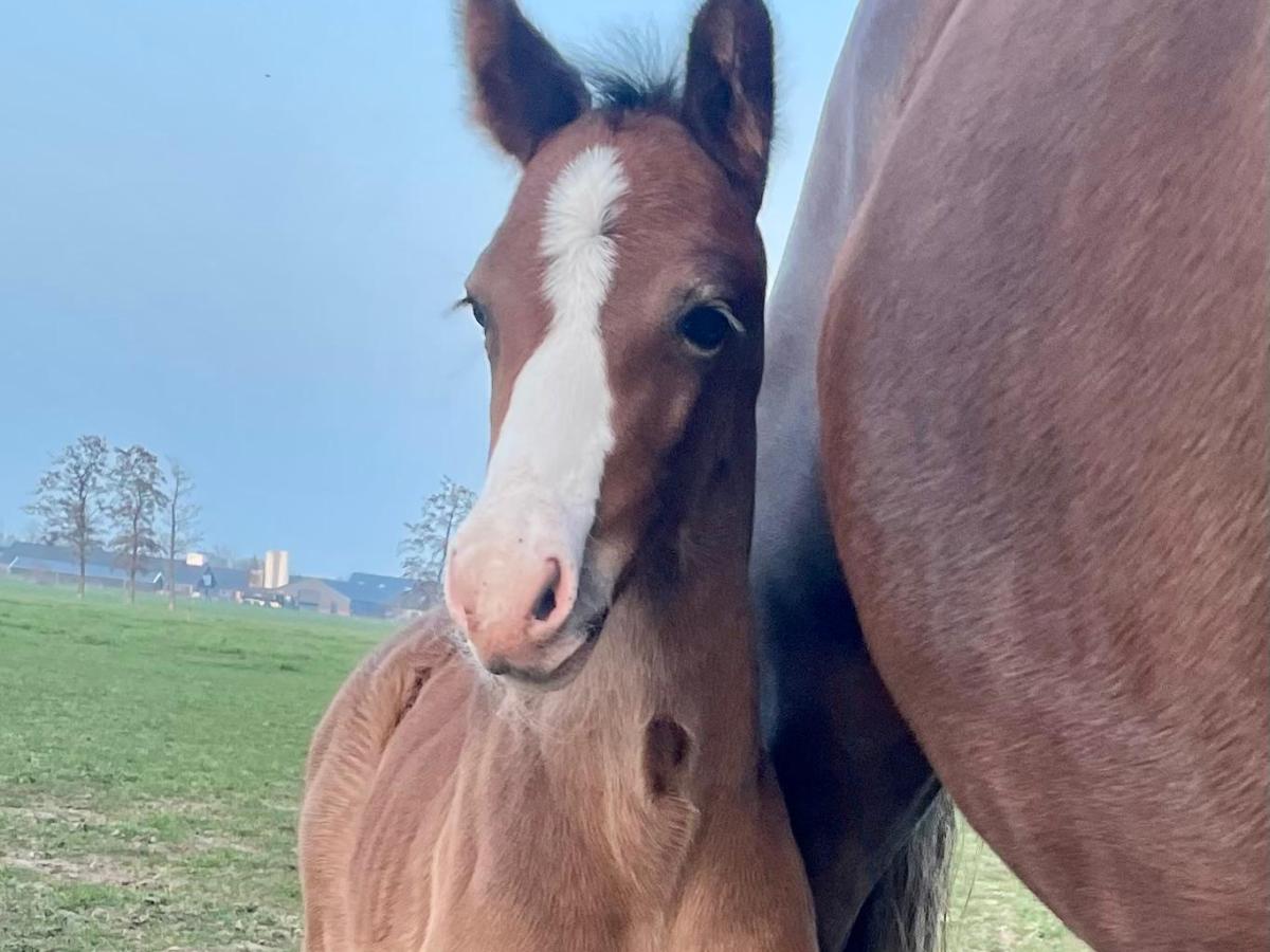 Merrieveulen van Olympus